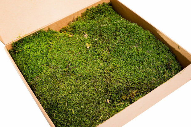 Preserved Flat Forest Moss Box - Nature Green