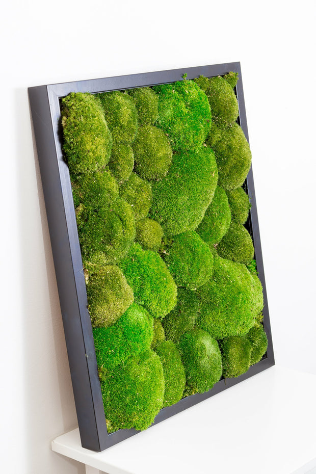 Moss Panels & Frames