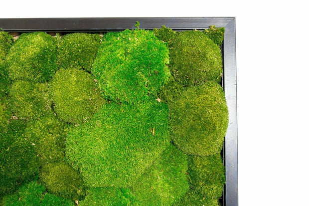 Preserved Moss Picture Frame