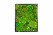 Preserved Moss Picture Frame