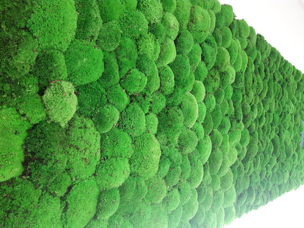 Moss Walls,Moss Wall,Green Wall,Moss.Bun Moss