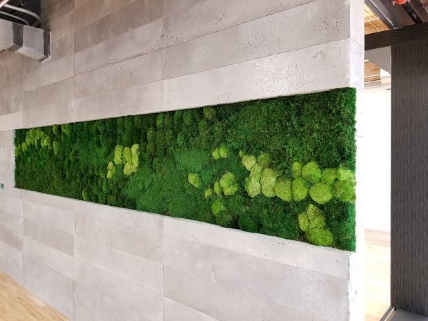 Preserved Mixed Bun and Flat Moss Wall -  Indoor Green Wall