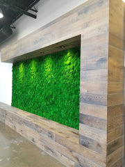 Preserved Bun Moss Wall -  Indoor Green Wall
