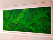 moss walls,moss wall,green wall,moss,pole moss,bun moss