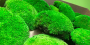 Mixed Preserved Moss Box 1kg