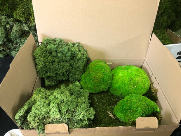 Mixed Preserved Moss Box 1kg