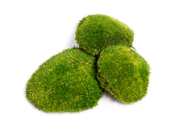 Preserved Ball Moss | Forest Green Bulk Box