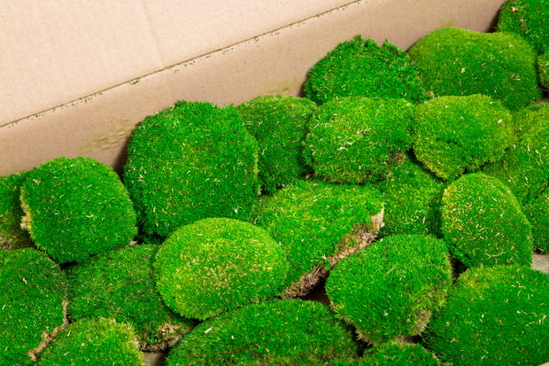 Preserved Ball Moss | Light Green Bulk Box