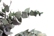Preserved Fresh Eucalyptus Cinerea Leaves & Branches - Green