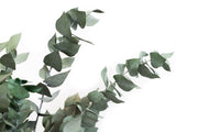 Preserved Fresh Eucalyptus Cinerea Leaves & Branches - Green