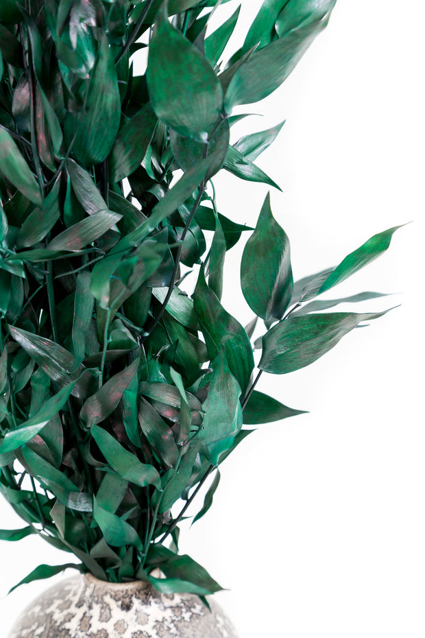 Preserved Fresh Italian Ruscus Leaves & Branches