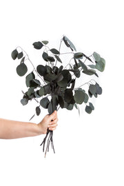 Preserved Fresh Eucalyptus Populus Leaves & Branches
