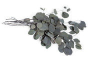 Preserved Fresh Eucalyptus Populus Leaves & Branches