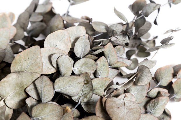 Preserved Fresh Eucalyptus Stuartiana Leaves & Branches