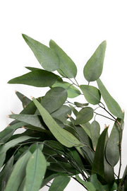 Preserved Fresh Eucalyptus Willow Leaves & Branches – Green