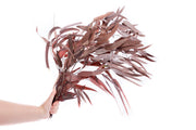 Preserved Fresh Eucalyptus Willow Leaves & Branches – Red