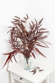 Preserved Fresh Eucalyptus Willow Leaves & Branches – Red