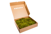 Preserved Fern Moss Box - Nature Green