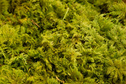 Preserved Fern Moss Box - Nature Green