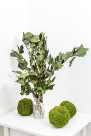 Preserved Fresh IVY Leaves & Branches