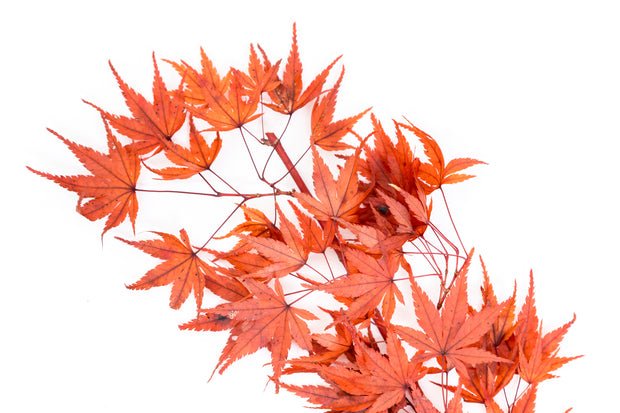 Preserved Maple Leaves