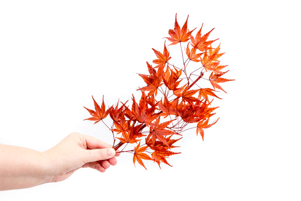 Preserved Maple Leaves