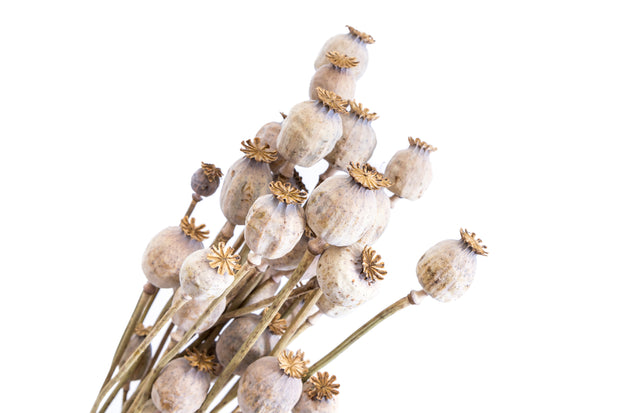 Preserved Poppy Seed Head Bouquet