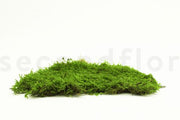 Preserved Flat Moss | Forest Green Bulk Box