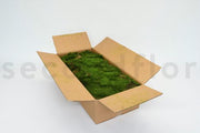 Preserved Flat Moss | Forest Green Bulk Box