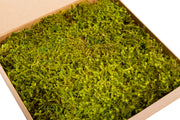 Preserved Star Forest Moss - Nature Green